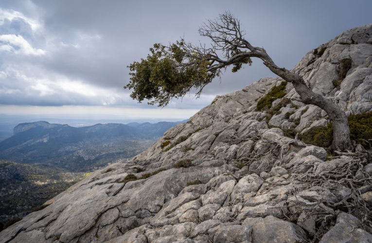 The Cedars: The Importance of Resilience in Overcoming Trauma